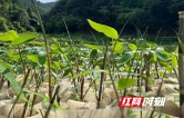 永州蓝山：从种粽叶到育种苗 小小粽叶产业迈上提质增效共富路