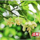 文化永州丨又见柚花开
