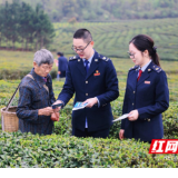 永州税务:茶山税语春风暖