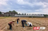 湖南农大与永州农科所联合攻关 推动花生产业提质增效
