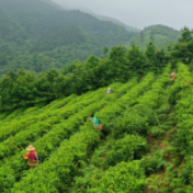 文化永州丨嶷山阿云：百叠岭茶