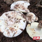永州疾控“通缉”十大毒蘑菇:灰花纹鹅膏、亚稀褶红菇等上榜,勿采勿食!