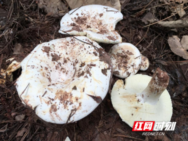 永州疾控“通缉”十大毒蘑菇：灰花纹鹅膏、亚稀褶红菇等上榜，勿采勿食！