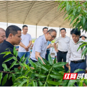 湖南省农业科学院一行赴永州调研指导水果产业高质量发展
