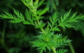 嶷山阿云丨永州青蒿——中国神草