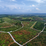 文化永州丨嶷山阿云：油茶之诺