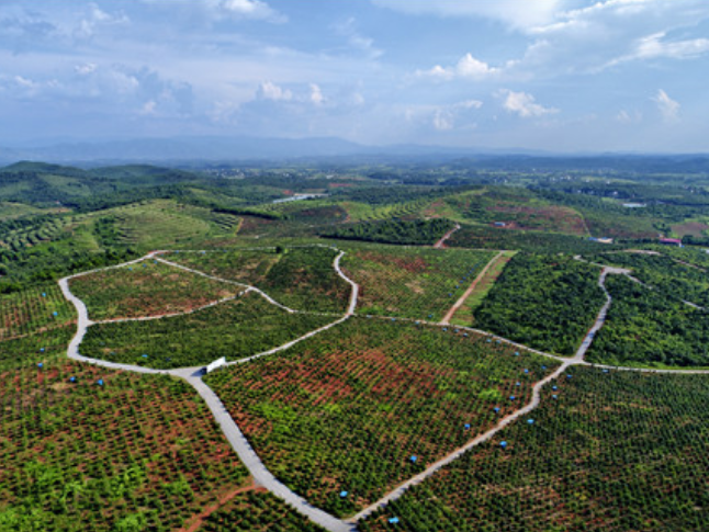 文化永州丨嶷山阿云：油茶之诺