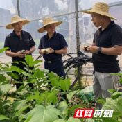 永州市农科所：专家田间把脉 助力蔬菜丰产