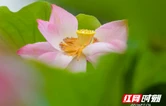 湖南道县：夏日荷香
