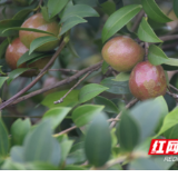 木榨流香 道县八家村三千亩油茶林“榨”出振兴路