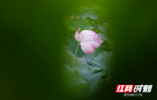 新田：荷韵