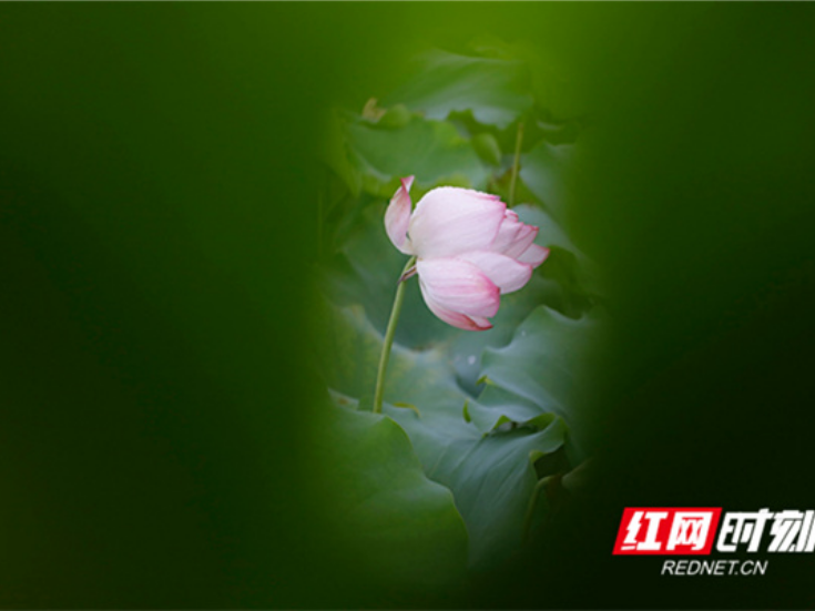湖南新田：荷韵（组图）