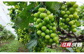 湖南江华：时令瓜果抢“鲜”上市 特色产业助攻振兴