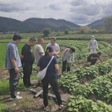 湖南省旱粮产业技术体系首席专家胡新喜赴永州开展旱粮生产专题调研