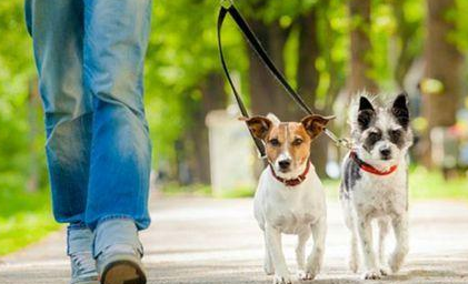 遛狗拴绳入法：平衡公共安全与宠物出行需求