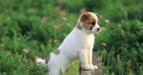 合法养犬常态化，关键还得看执行