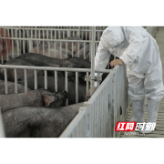 淘菜菜直连全国130个生猪基地 投放2000万斤猪肉平价入市