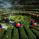 2021中华茶祖节暨第六届湘西黄金茶品茶节开幕