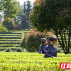 又到一年春茶季 今年春茶品质比往年好