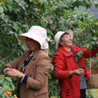 产地价直接翻五倍,凉山小樱桃借力新电商从“平民”变“贵族”