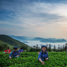 恰黑（he）茶不？“湘农荟大直播”邀你遇见安化，云购好货