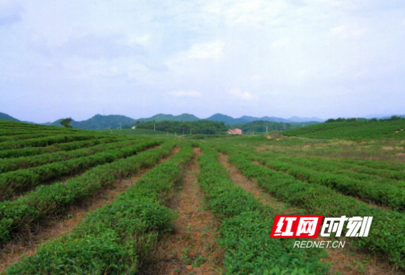 临湘市茶业公司入选全省民族团结进步示范单位