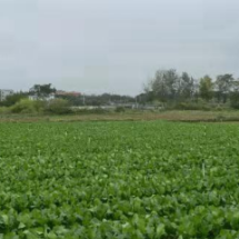 嘉禾：1200余亩蔬菜基地助力村民增收致富