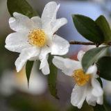 临武县：油茶花开满山香