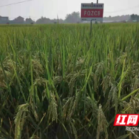 郴州首个国审绿色水稻品种“徽两优赋丝占”通过审定