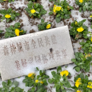 组图｜薄雪落街头，郴州迎今冬初雪