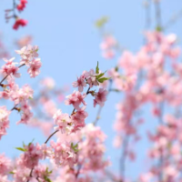 桂阳：樱花迎春绽放 引燃乡村旅游热