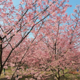 组图 | 桂阳县宝山樱花园的樱花迎春绽放