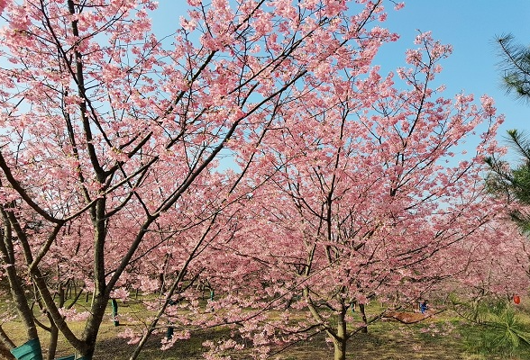 组图 | 桂阳县宝山樱花园的樱花迎春绽放