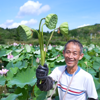 临武：“碧珠”莲子“清凉”上市