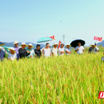 北湖区再生稻亩一茬测产观摩会举行