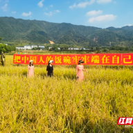 苏仙区飞天山镇：水满田畴稻谷香