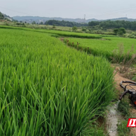 永兴县洋塘乡：全力抗旱护农