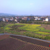 永兴便江街道：“土地流转+土地托管”破解乡村振兴财富密码