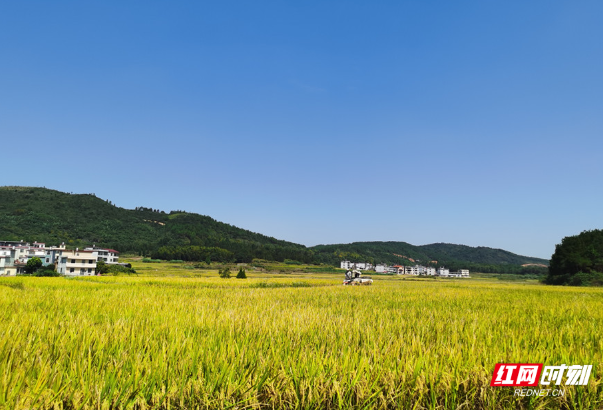 宜章县迎春镇：种粮大户走上致富大“稻”