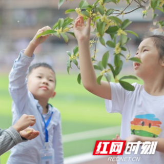 图集 | 临武县一完小：师生“醉享”秋桂芳