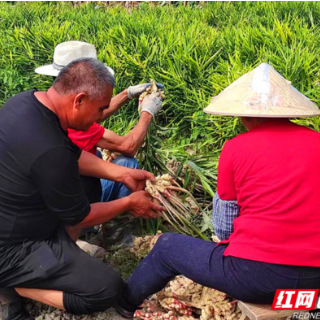 汝城县马桥镇：  把代表联络站建成产业“孵化室”