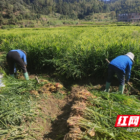 乡村行·看振兴｜永兴县：生姜种植迎丰收