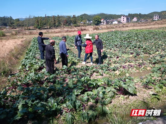 汝城大坪：盘活闲置土地 助力种植大户增收