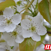 大美湖南·每日一景 | 湖南桂阳：雪白梨花绽放枝头