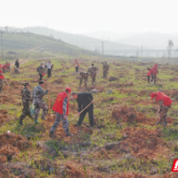 永兴县：添绿正当时 民兵植树忙