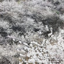 临武县：万亩野生樱花白如雪惹人醉