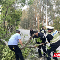 资兴交警：树木倾倒阻断道路，民警徒手清理保畅