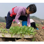 宜章县：春长长村，春苗织绿毯