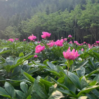 桂东青山：芍药绽放 致富有路