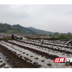 嘉禾：高峰村驻村帮扶摘心打顶暖人心